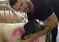 Tenuta veterinaria dell'analizzatore di ultrasuono dell'unità di ultrasuono sul polso con la sonda rettale lineare 6.5MHz
