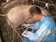 5,7&quot; dispositivo veterinario tenuto in mano dell'analizzatore di ultrasuono con Li - batteria dello ione per l'animale