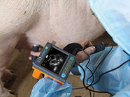 Analizzatore meccanico di ultrasuono del veterinario del settore di Digital per il peso 620g del cane da pastore del maiale soltanto