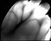 indicatore di posizione infrarosso portatile della vena della Doppio-testa per la luce illuminata medica della vena