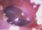 Macchina fotografica medica dell'otoscopio di USB Digital dell'endoscopio OTORINOLARINGOIATRICO video con lo schermo LCD a 3,5 pollici