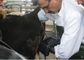 B / W Palm Ultrasound Scanner Animal Ultrasound Scanner Using for Checking Mare and Confirming Pregnancy