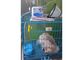 Pompa per infusione veterinaria medica della pompa per infusione animale del veterinario con il micro modo 0.1~99.9ml/hr disponibile