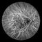 Macchina fotografica confocale del fondo di Opthalmoscope Digital della retina con FOV 15°, 30°, 60° dimensioni immagine 1024*1024