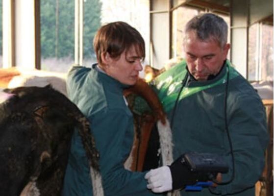 Scanner digitale veterinario ad ultrasuoni